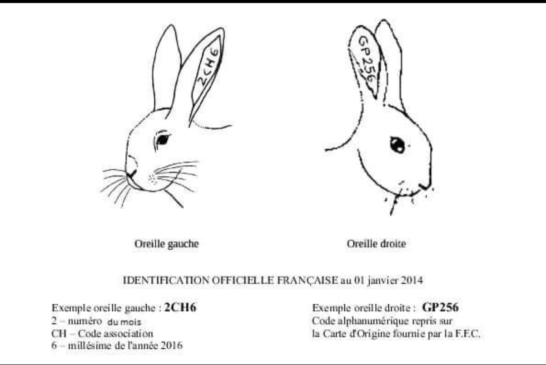 Identification lapin applicable au 01/01/22