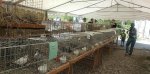 Présentation d’animaux à la ferme de Chosal à Copponex mai 2023