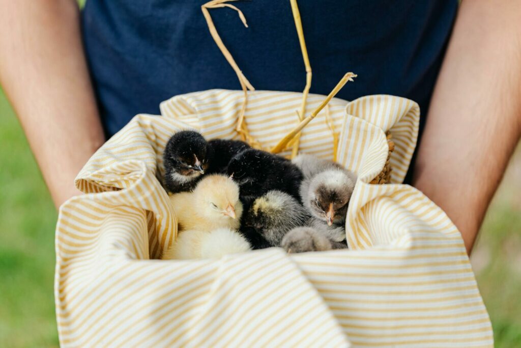 A detailed view of various baby chicks resting in a striped fabric nest outdoors.